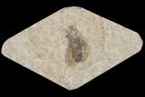 Fossil March Fly (Plecia) - Green River Formation #154503-1